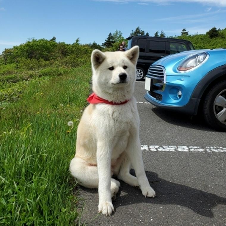 秋田犬の飼い方 性格や寿命などの基礎知識から特徴をトレーナーが解説 ペトコト