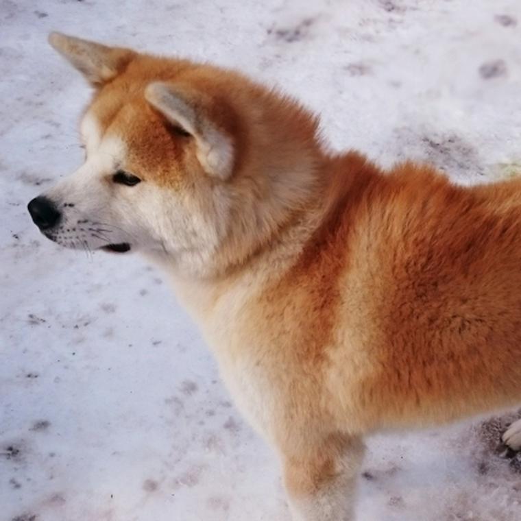 赤毛の秋田犬