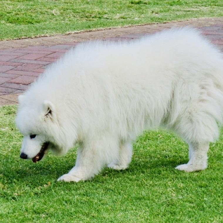 外を歩くグレートピレニーズ