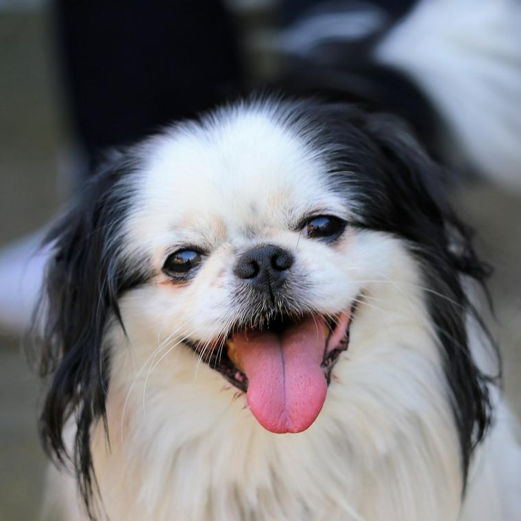 狆 ちん の飼い方 性格や寿命 しつけなどをトレーナーが紹介 ペトコト