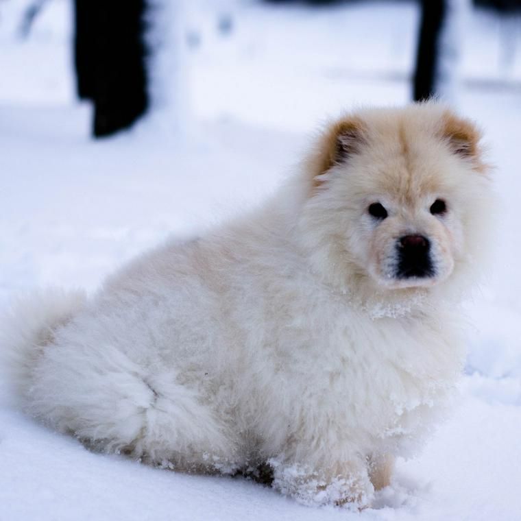 チャウチャウの子犬