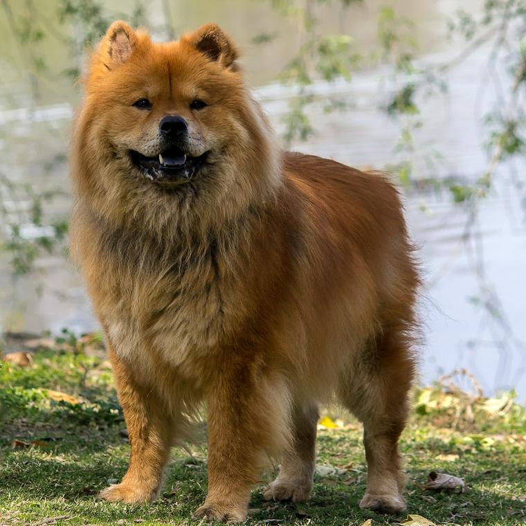 チャウチャウの飼い方 性格や寿命 しつけなどをトレーナーが解説 ペトコト