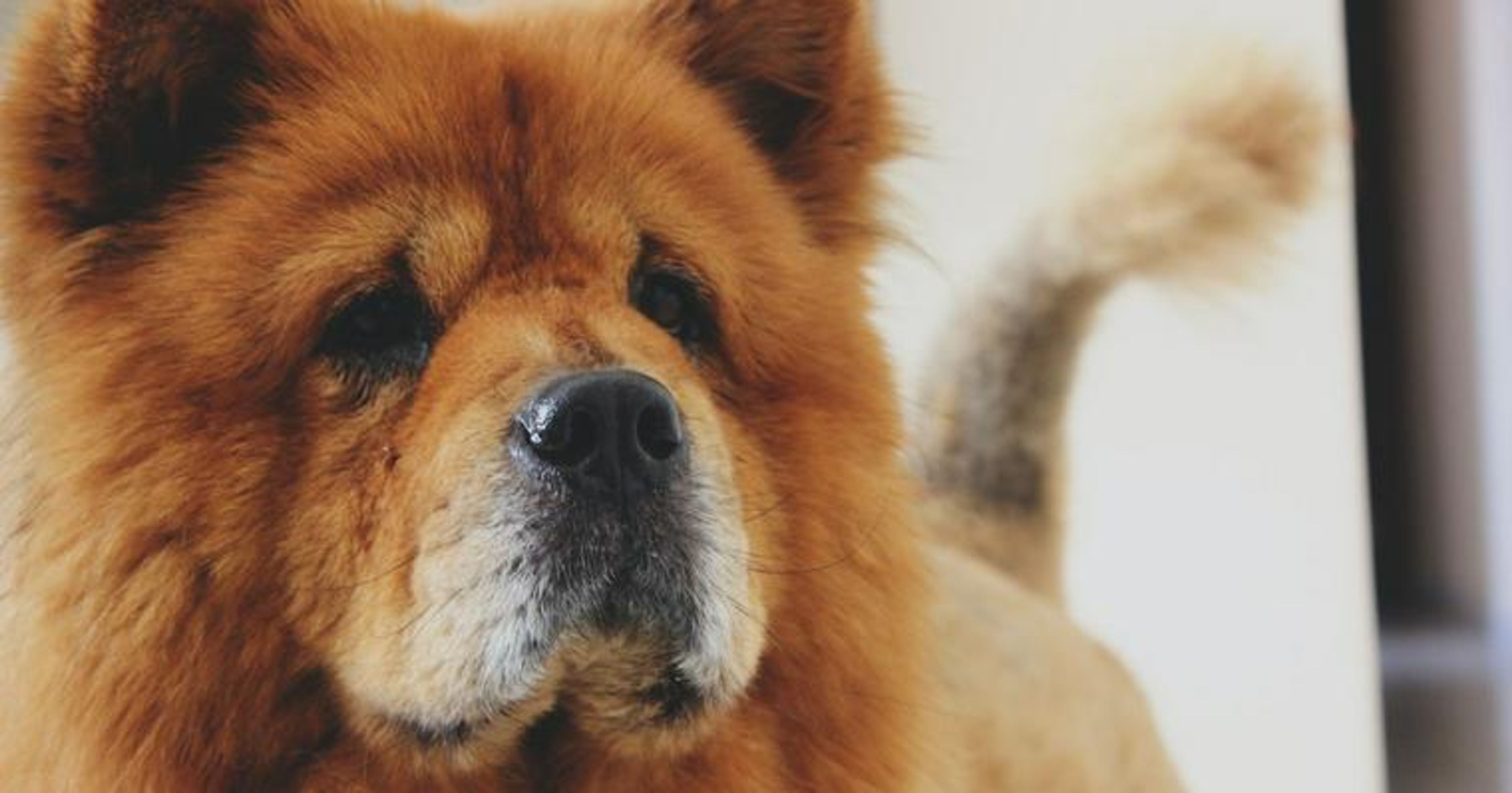 【トレーナー・獣医師監修】チャウチャウってどんな犬？性格・特徴・育て方・迎え方