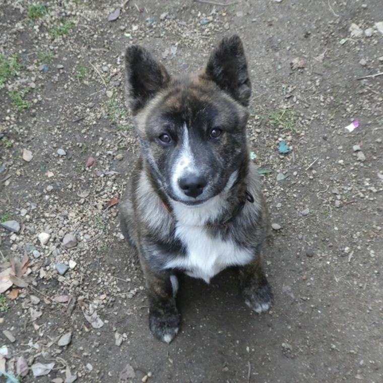 おすわりする甲斐犬