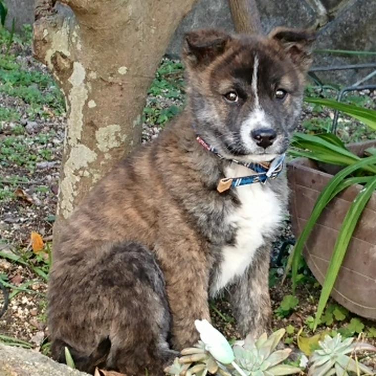 甲斐犬の子犬