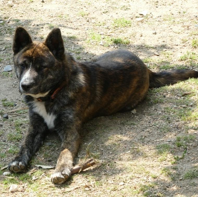 伏せをする甲斐犬