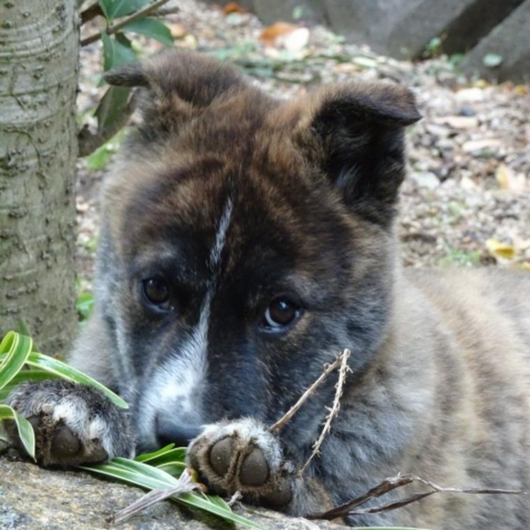 甲斐犬の子犬