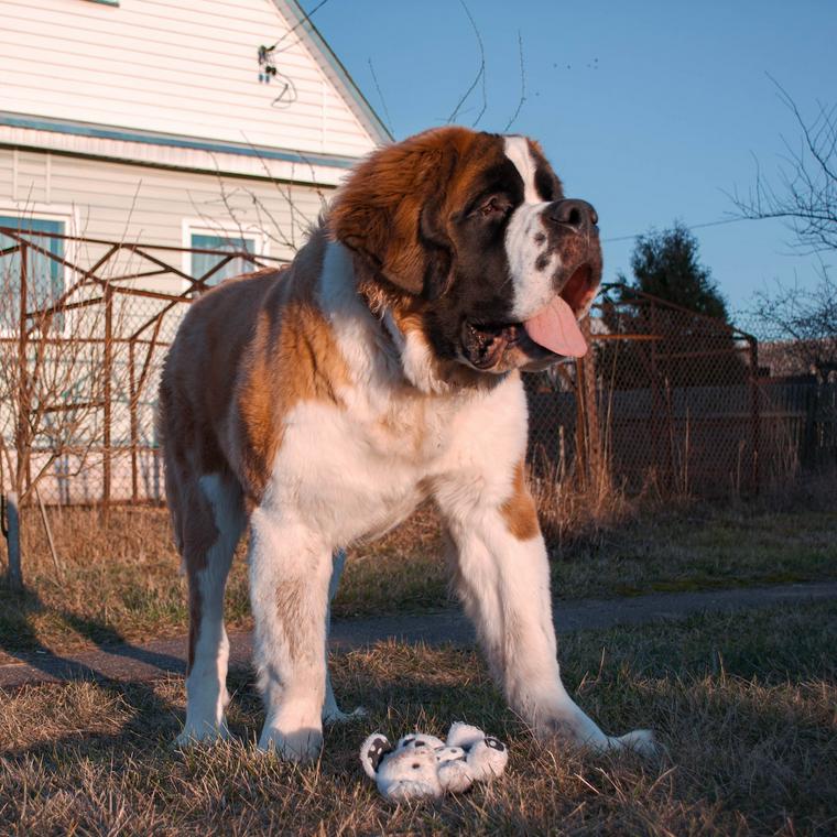 セントバーナードの飼い方 性格や寿命 しつけなどをトレーナーが解説 ペトコト