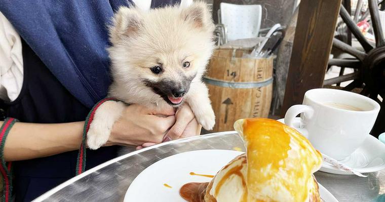 岩手県盛岡市の犬連れOKカフェ＆レストランを紹介！