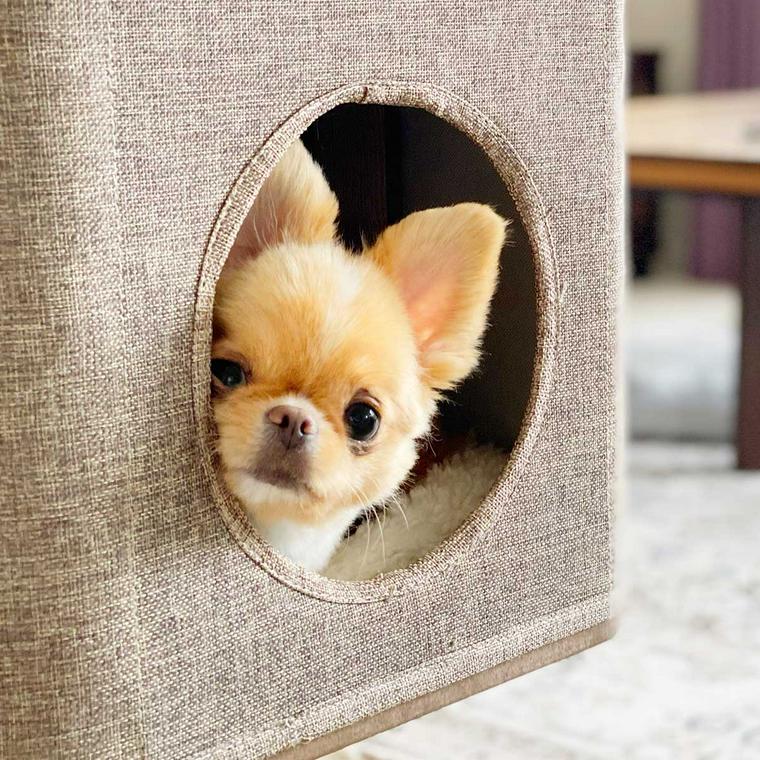 覗く犬