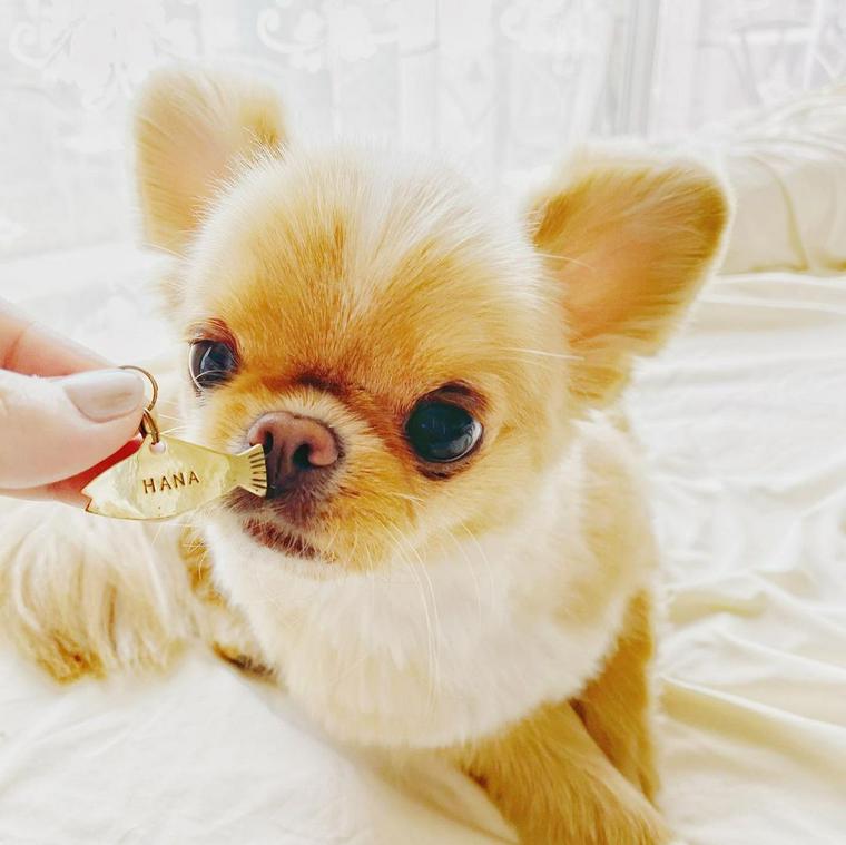 迷子札が気になる犬