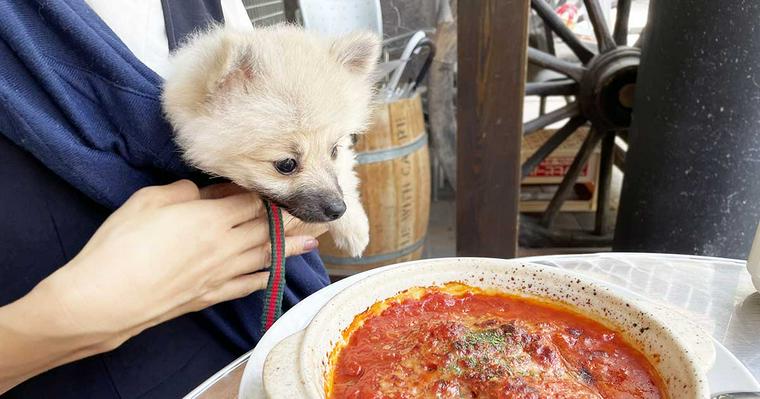 静岡県浜松市の犬連れOKカフェ＆ペット可レストラン！