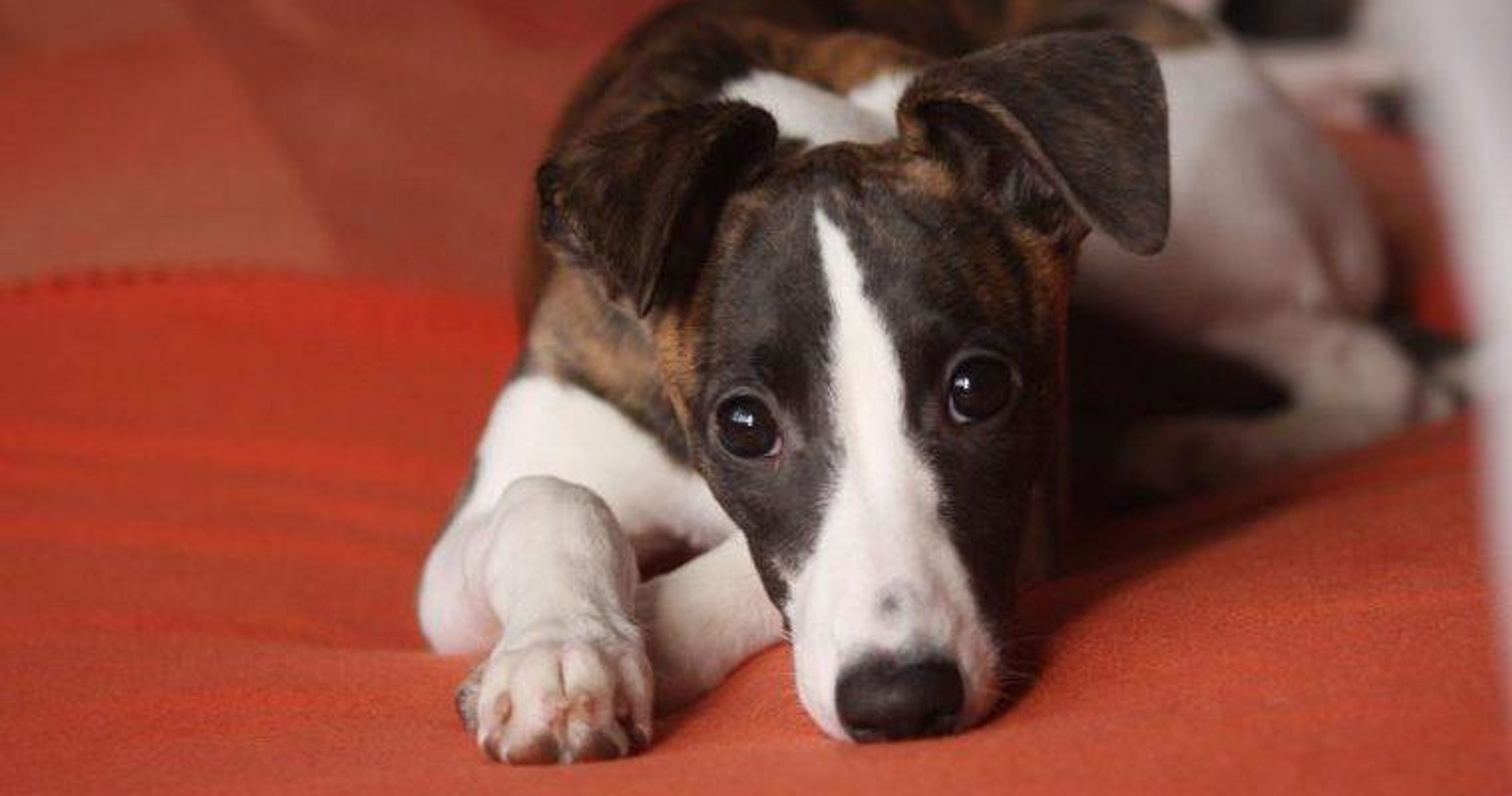 【トレーナー・獣医師監修】ウィペットってどんな犬？性格・特徴・育て方・迎え方