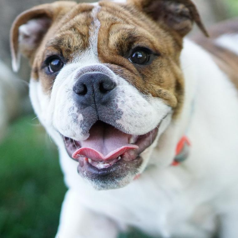 ブルドッグの飼い方 性格や寿命 かかりやすい病気をトレーナーが解説 ペトコト