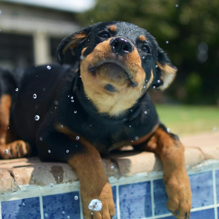 水遊びするロットワイラーの子犬