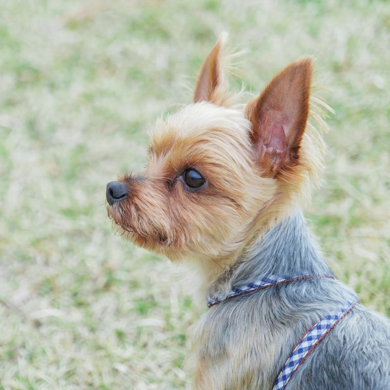 涙やけの犬