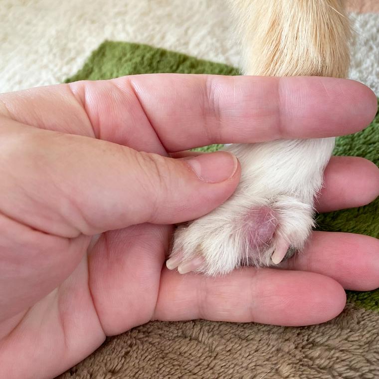 犬の指間炎 症状や原因 治療法を獣医師が解説 ペトコト