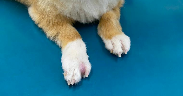 犬の指間炎｜症状や原因、治療法を獣医師が解説
