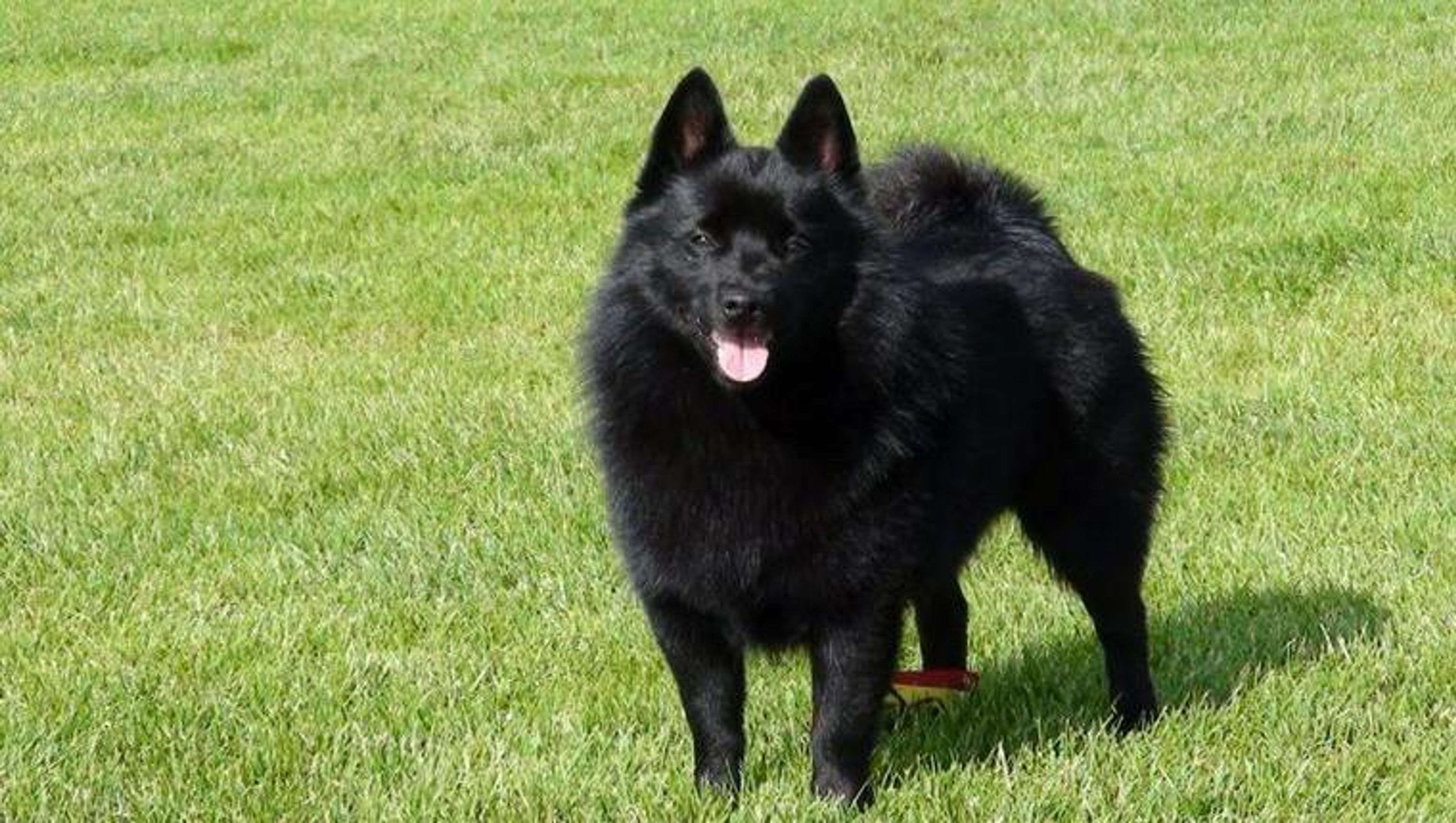 【トレーナー・獣医師監修】スキッパーキってどんな犬？性格・特徴・育て方・迎え方