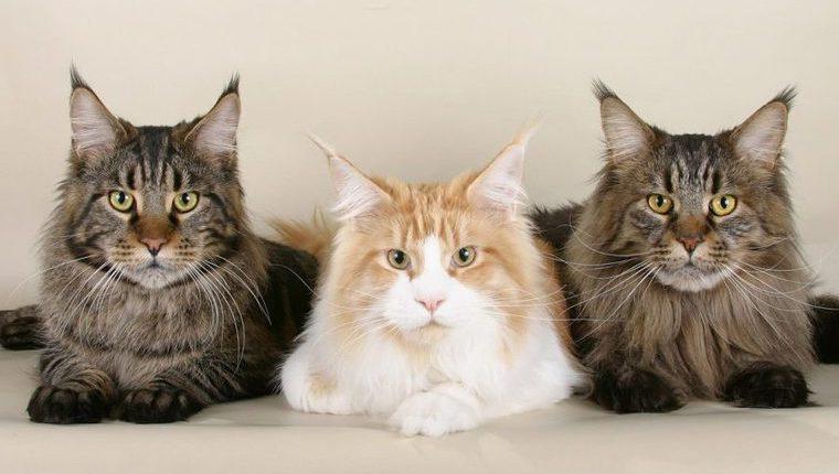 猫の長毛種15種！代表的な種類や性格、お手入れの方法を紹介