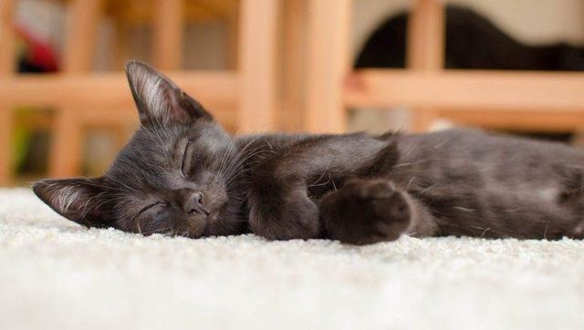 【獣医師監修】日本猫（和猫）の特徴とは？毛色や柄の種類や性格、歴史などを解説