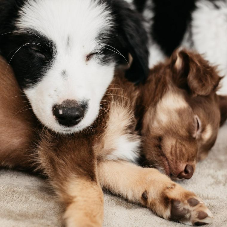 寄り添って眠る子犬