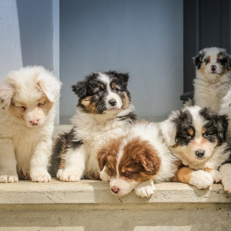 子犬たち