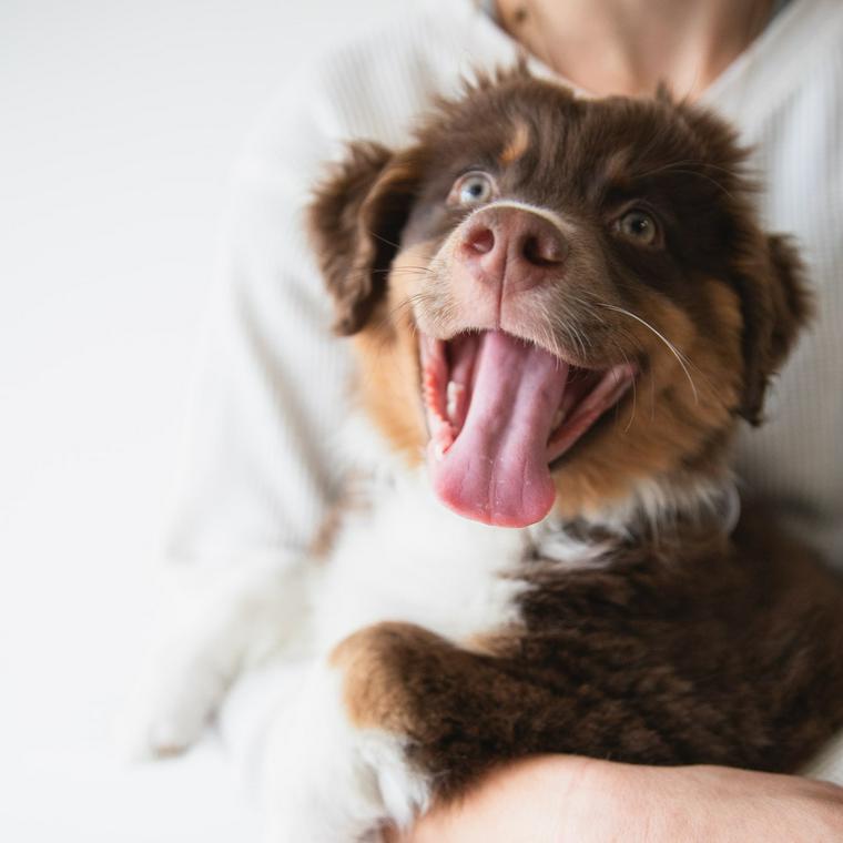 抱っこされる子犬