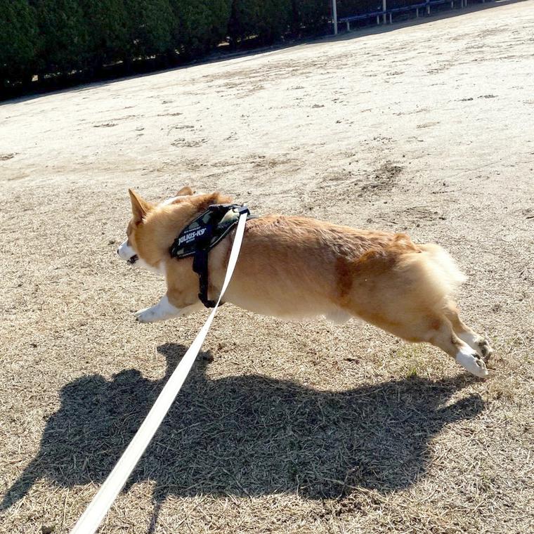 犬のダイエット方法を獣医師が解説 食事やおやつの与え方から散歩の仕方まで ペトコト