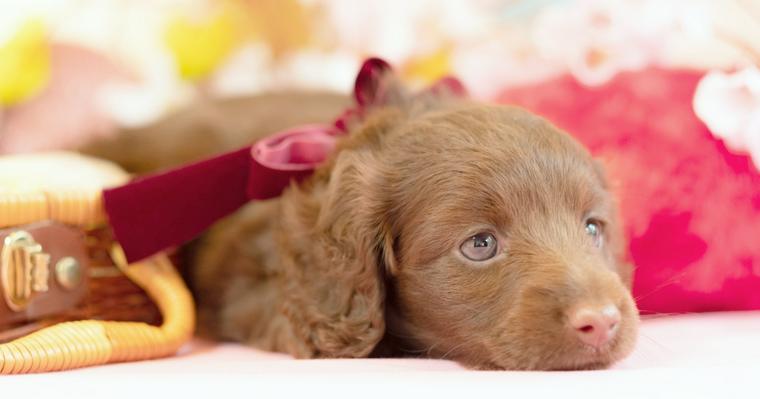 犬の出産 基本知識から準備や流れ 死亡リスクなどの注意点を解説 獣医師監修 ペトコト
