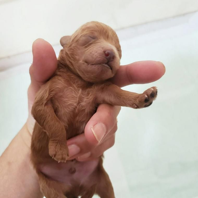 産まれたばかりの犬