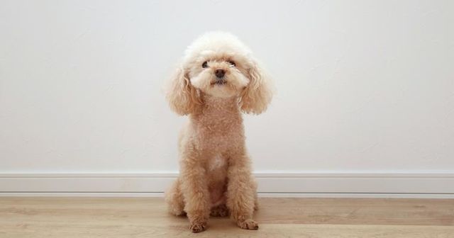 犬の発情期｜落ち着かせる方法やオス・メスの違い、注意点を獣医師が解説