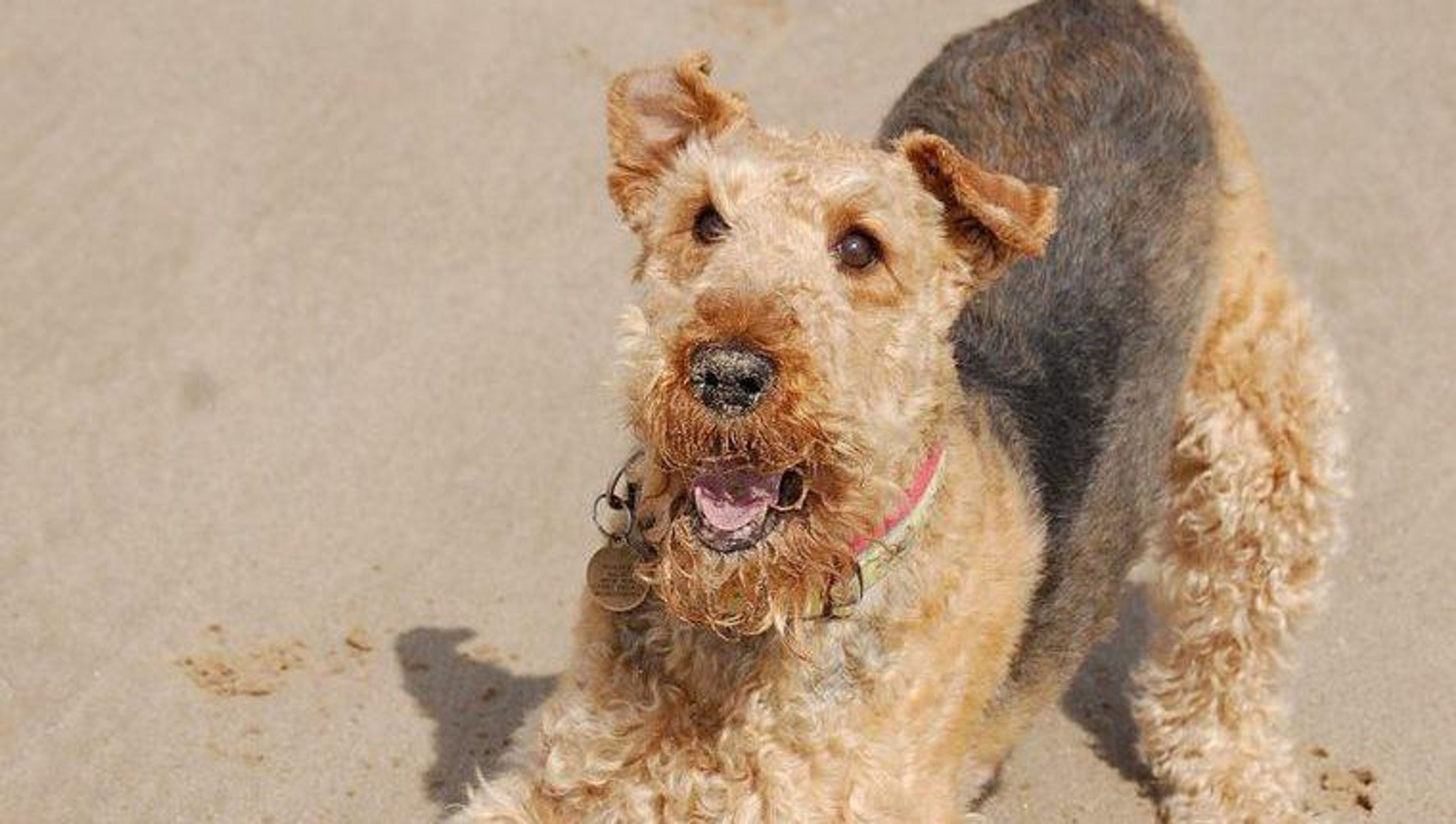 【トレーナー・獣医師監修】エアデールテリアってどんな犬？性格・特徴・育て方・迎え方