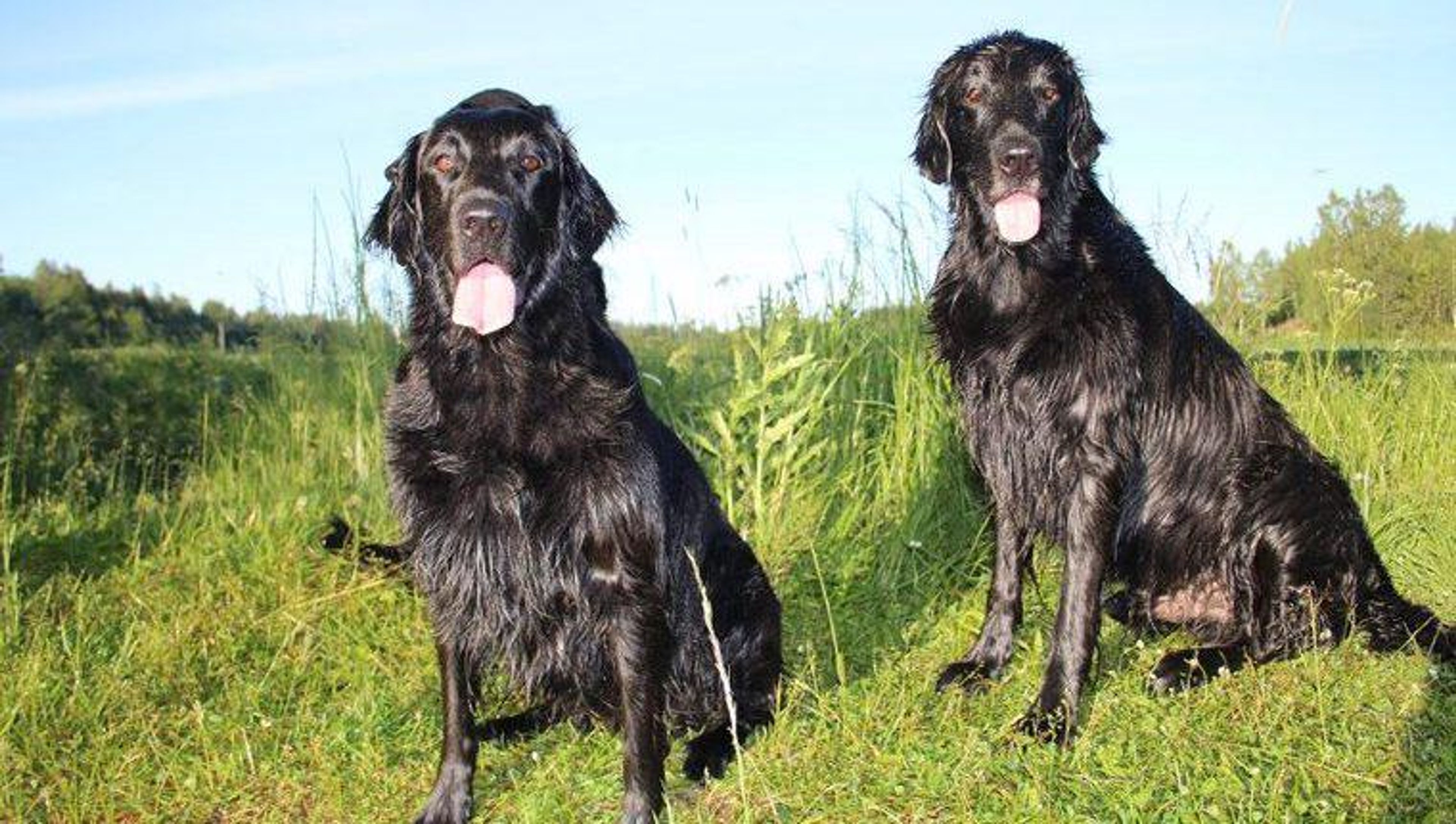 【トレーナー・獣医師監修】フラットコーテッドレトリーバーってどんな犬？性格・特徴・育て方・迎え方