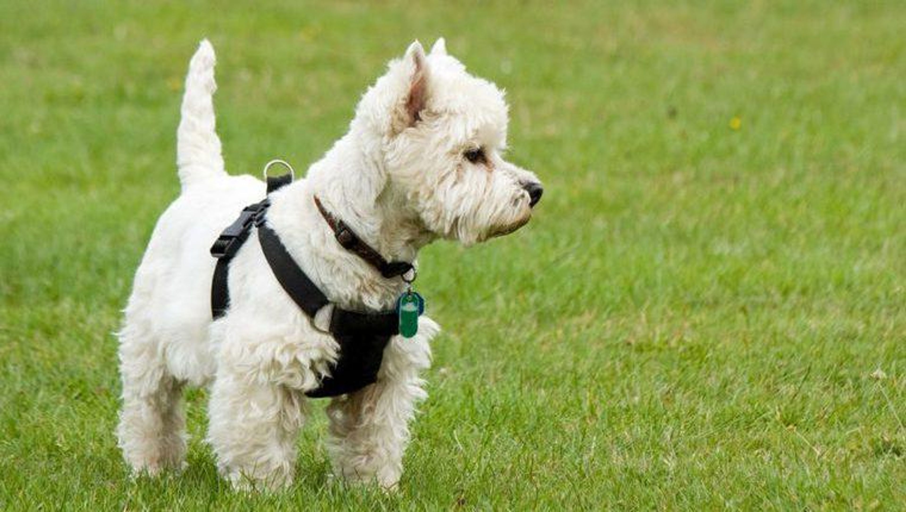 【トレーナー・獣医師監修】ウエストハイランドホワイトテリア（ウェスティ）ってどんな犬？性格・特徴・育て方・迎え方