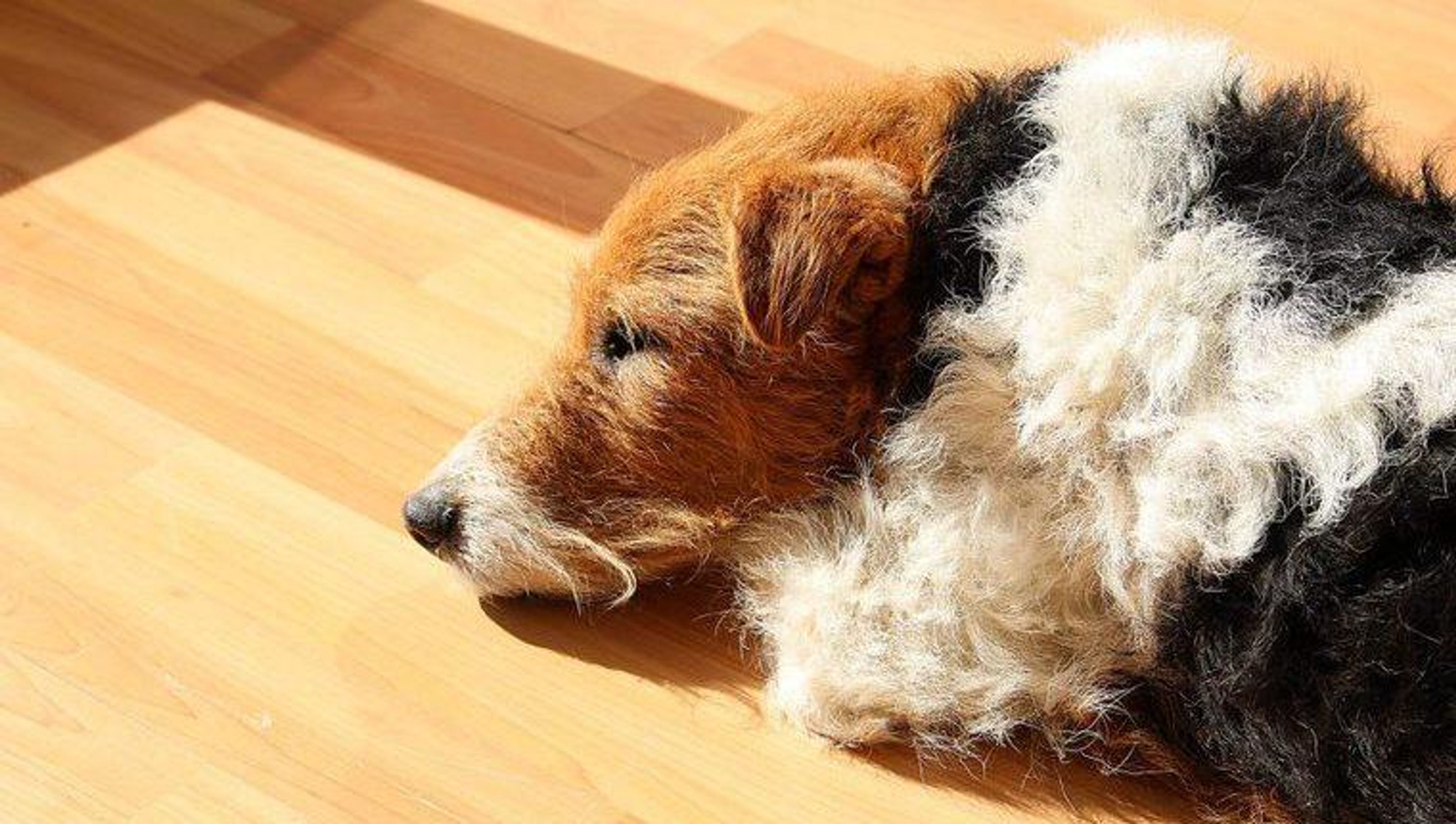 ワイアーフォックステリアの飼い方！性格や寿命、しつけなどを解説