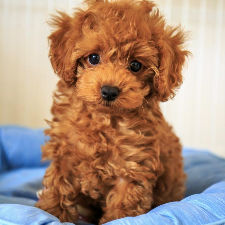 ベッドでおすわりするトイプードルの子犬