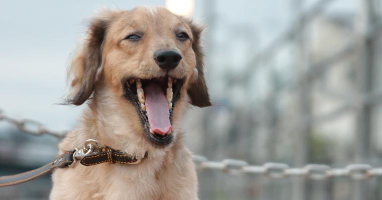 犬の口臭がひどい場合に考えられる原因・病気や対処法を獣医師が解説