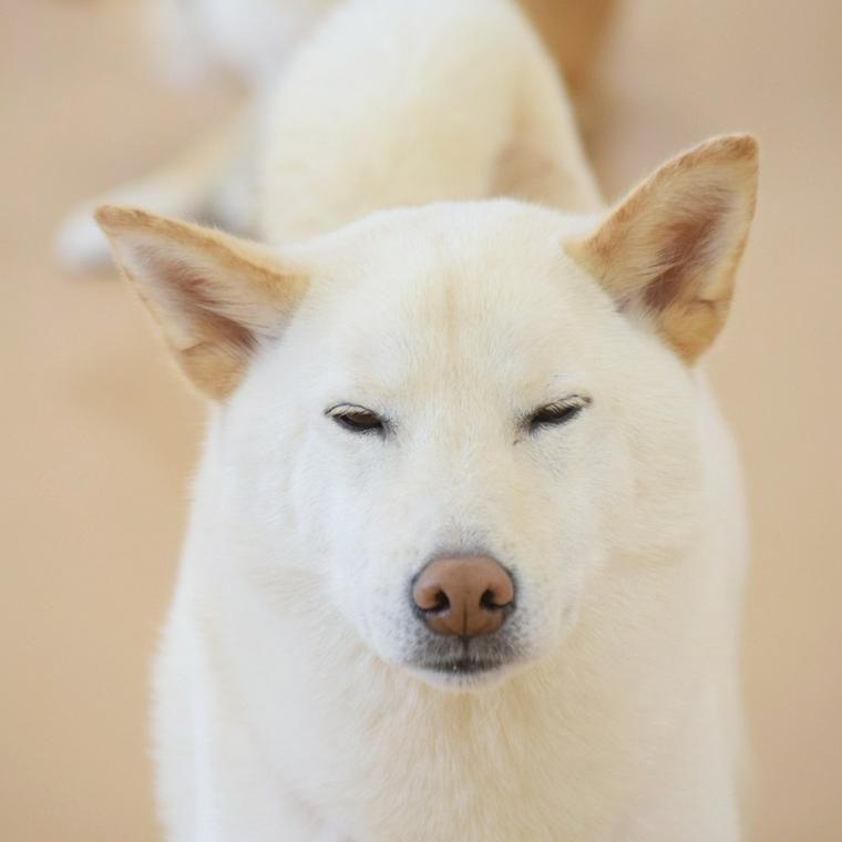 犬が目を細める理由と注意すべき病気を獣医師が解説 ペトコト
