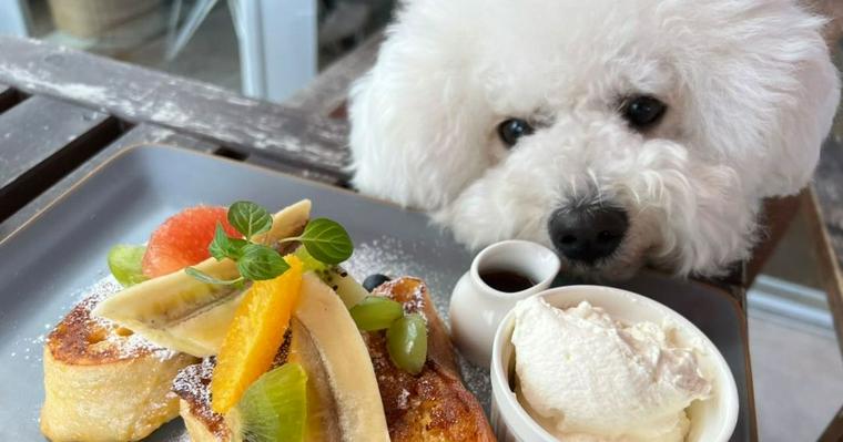 栃木県宇都宮のドッグカフェや犬連れでランチが楽しめるお店を紹介！