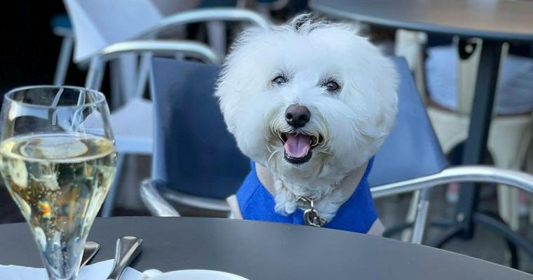 上野にある犬連れで楽しめるドッグカフェを紹介！人気の「Riverside Cafe Cielo y Rio」や上野公園内のカフェなど