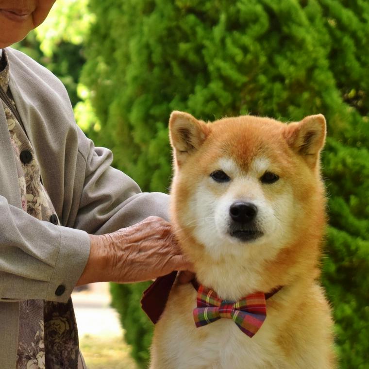 老人と犬