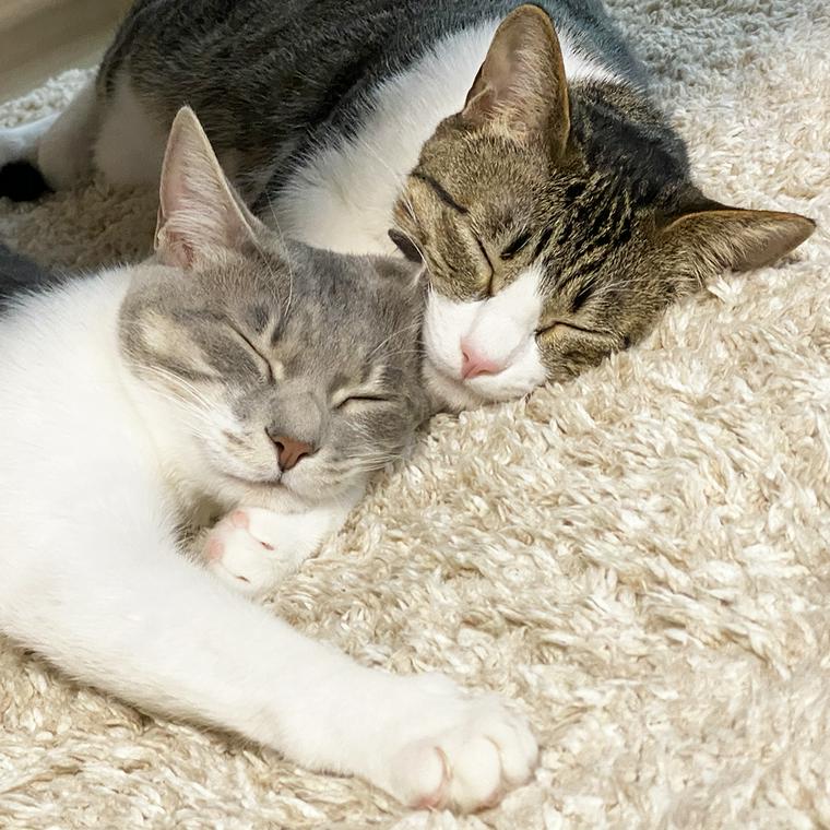 寄り添って眠る2匹の猫