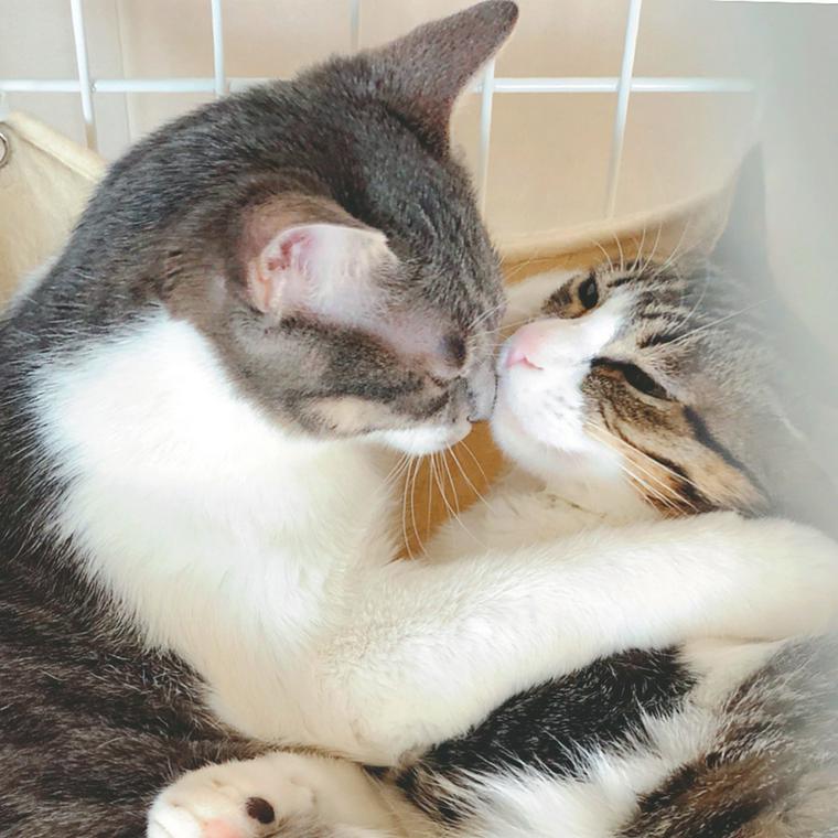じゃれ合う2匹の猫