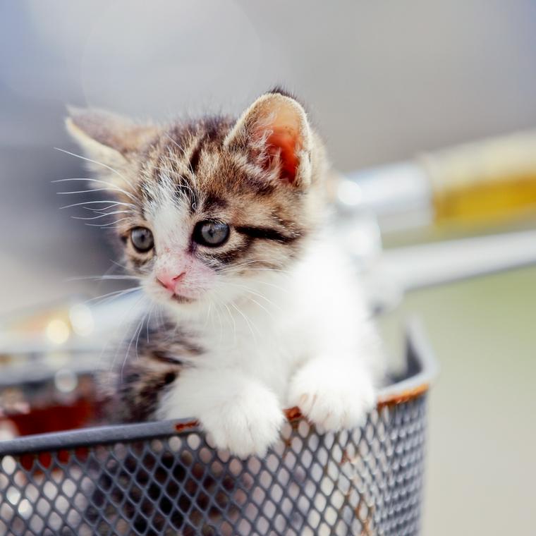 自転車のかごに入った子猫