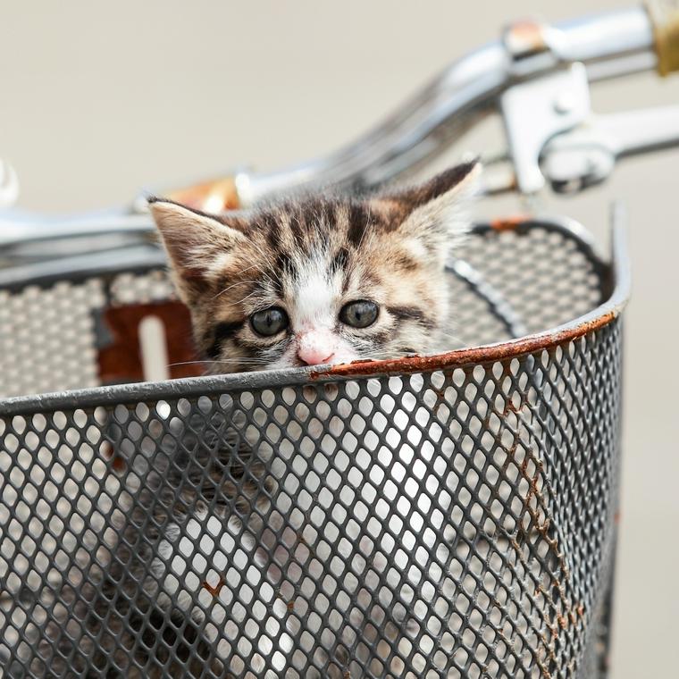 自転車のかごから顔を出す子猫