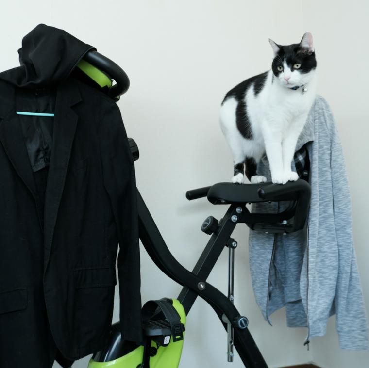 猫は自転車に乗せても大丈夫 安全に移動するためのグッズや注意点を紹介 ペトコト