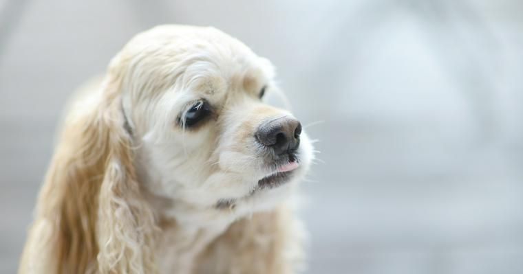 犬の鼻づまり｜緊急度の高い症状やいびき・くしゃみの原因を獣医師が解説