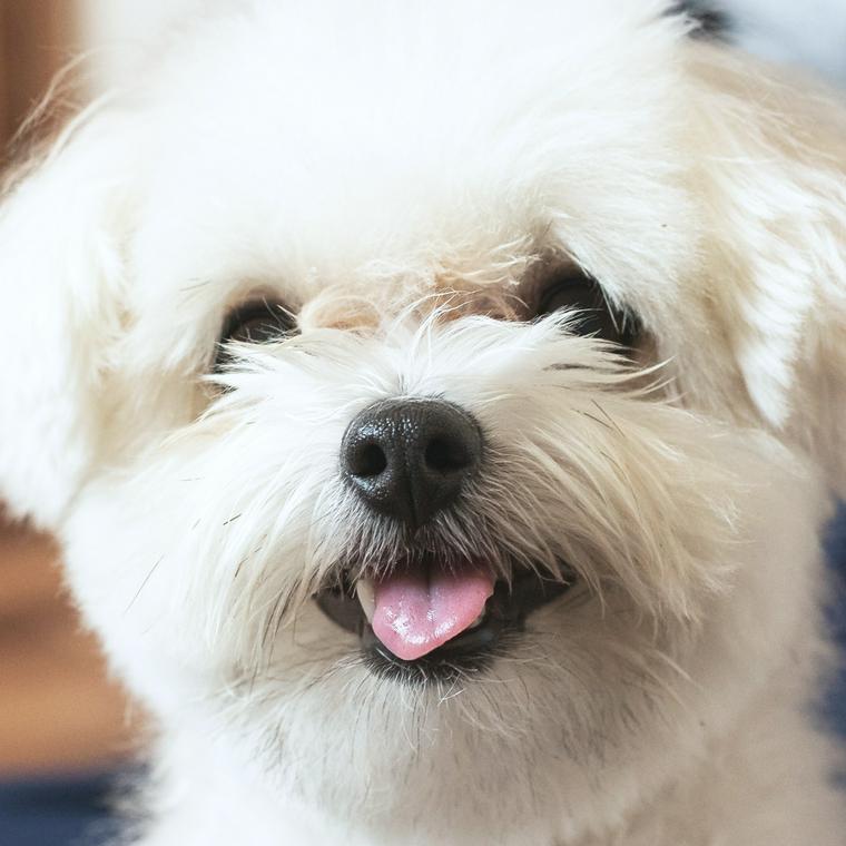 犬の鼻づまり 緊急度の高い症状やいびき くしゃみの原因を獣医師が解説 ペトコト