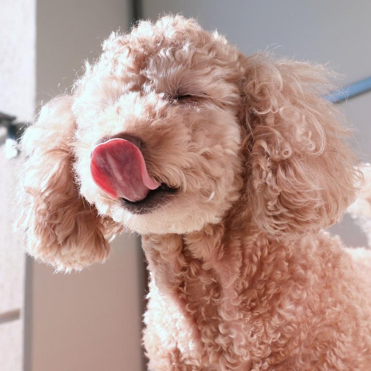 犬の鼻づまり 緊急度の高い症状やいびき くしゃみの原因を獣医師が解説 ペトコト